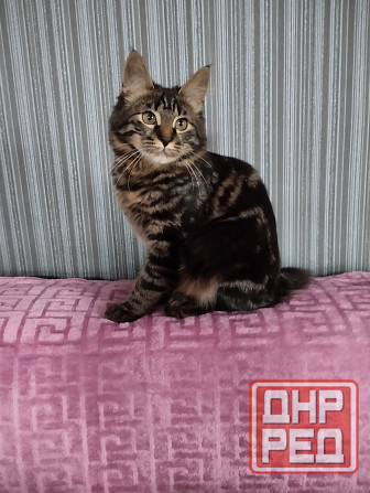 Котики бобтейла Донецк - изображение 2