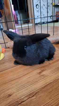 Декоративные кролики минилоп Донецк