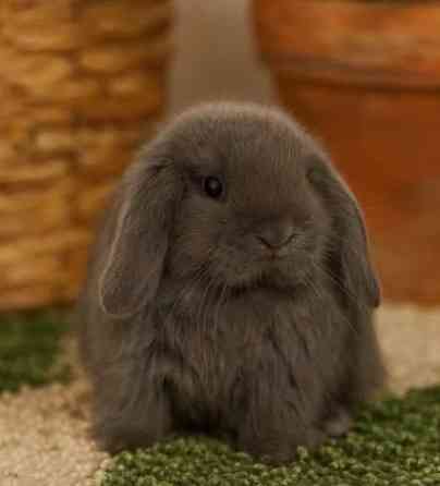 Декоративные кролики минилоп Донецк