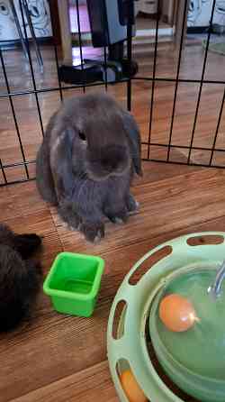 Декоративные кролики минилоп Донецк