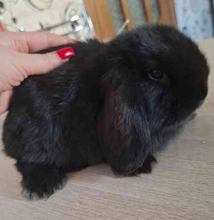 Декоративные кролики минилоп Донецк