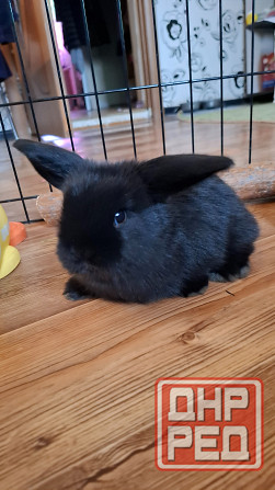 Декоративные кролики минилоп Донецк - изображение 4