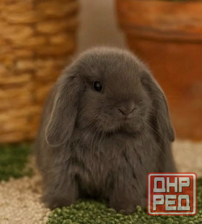 Декоративные кролики минилоп Донецк - изображение 1