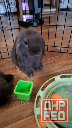 Декоративные кролики минилоп Донецк - изображение 2