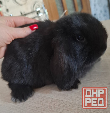 Декоративные кролики минилоп Донецк - изображение 3