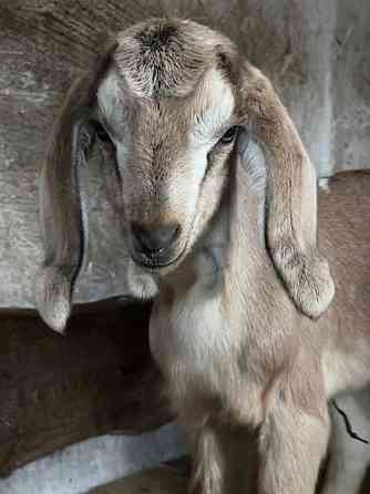 Козлята Донецк