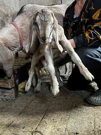 Козлята Донецк