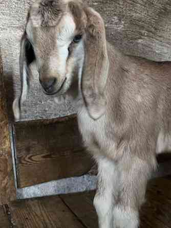 Козлята Донецк