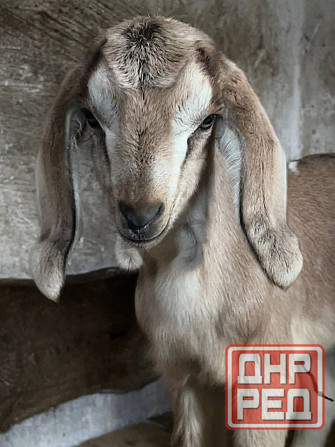 Козлята Донецк - изображение 1