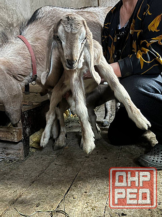 Козлята Донецк - изображение 3