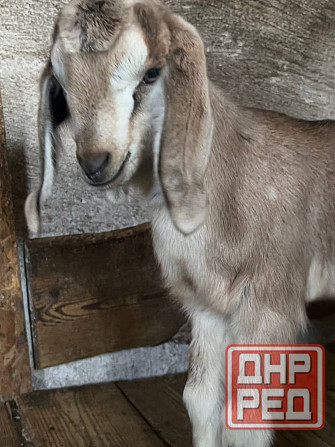 Козлята Донецк - изображение 2