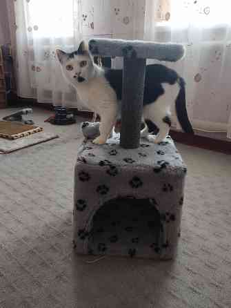 Домик кошачий б/у Донецк