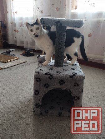 Домик кошачий б/у Донецк - изображение 1