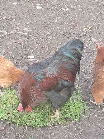 Продам красивого петуха и курочку Донецк