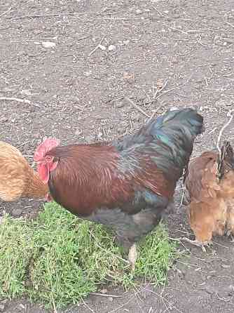 Продам красивого петуха и курочку Донецк