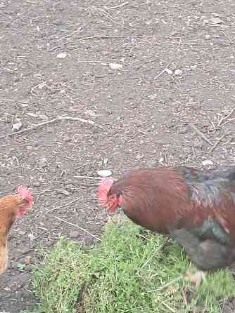 Продам красивого петуха и курочку Донецк