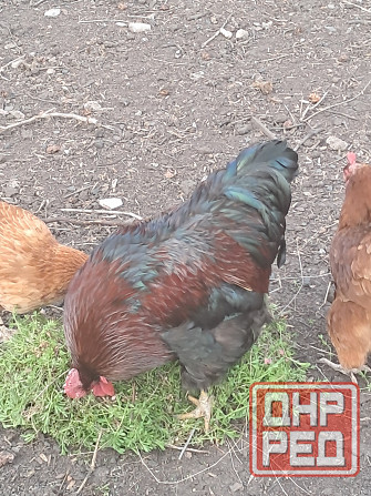 Продам красивого петуха и курочку Донецк - изображение 1