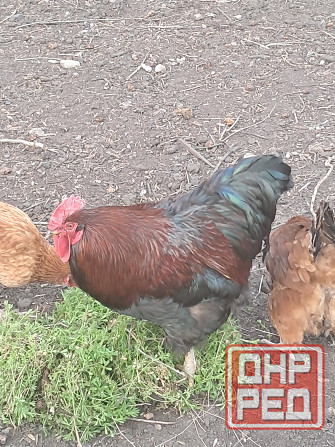 Продам красивого петуха и курочку Донецк - изображение 2