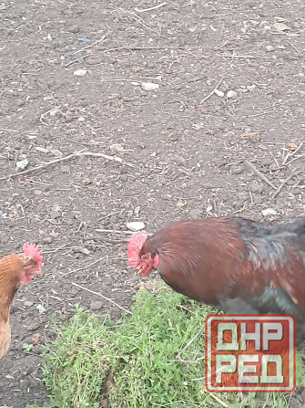 Продам красивого петуха и курочку Донецк - изображение 3