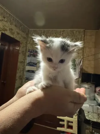 Отдам котят в хорошие руки Донецк