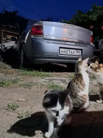 Отдам котят в хорошие руки Донецк