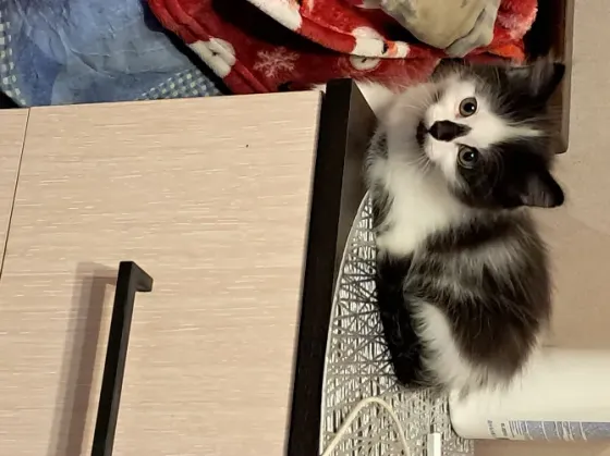 Отдам котят в хорошие руки Донецк