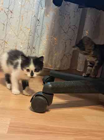 Отдам котят в хорошие руки Донецк