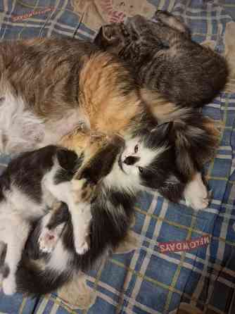 Отдам котят в хорошие руки Донецк