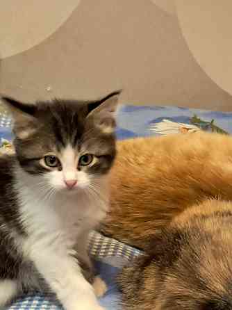 Отдам котят в хорошие руки Донецк