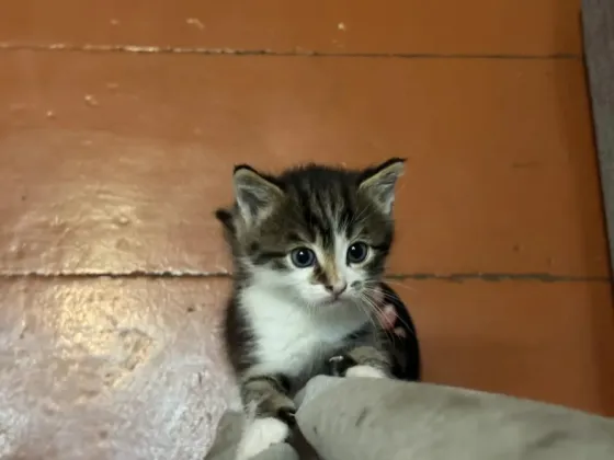 Отдам котят в хорошие руки Донецк