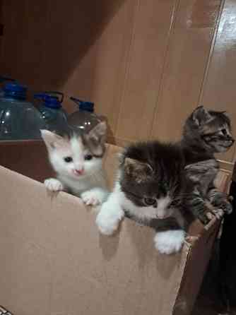 Отдам котят в хорошие руки Донецк