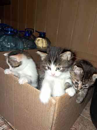 Отдам котят в хорошие руки Донецк