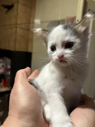 Отдам котят в хорошие руки Донецк
