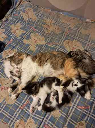 Отдам котят в хорошие руки Донецк