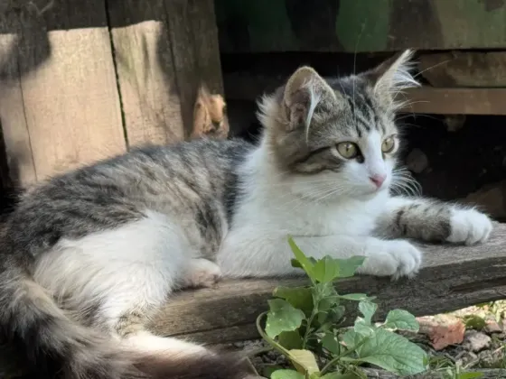 Отдам котят в хорошие руки Донецк