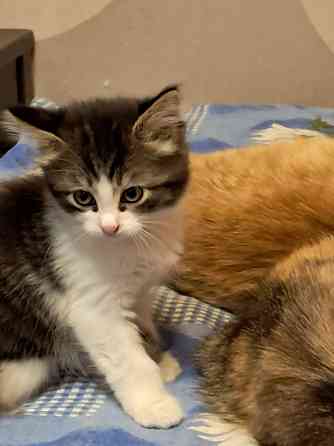 Отдам котят в хорошие руки Донецк