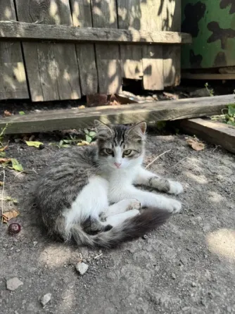 Отдам котят в хорошие руки Донецк