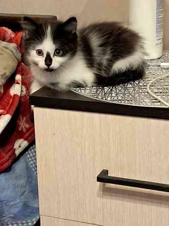 Отдам котят в хорошие руки Донецк