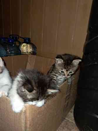 Отдам котят в хорошие руки Донецк