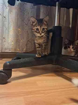 Отдам котят в хорошие руки Донецк