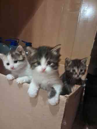 Отдам котят в хорошие руки Донецк