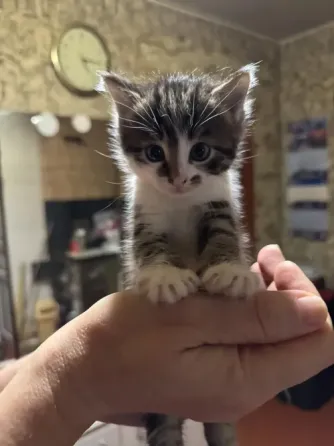Отдам котят в хорошие руки Донецк