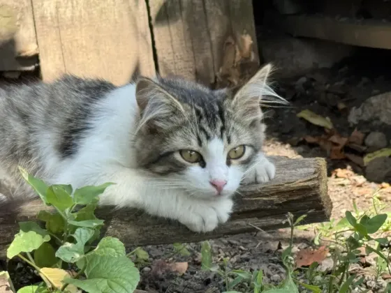 Отдам котят в хорошие руки Донецк