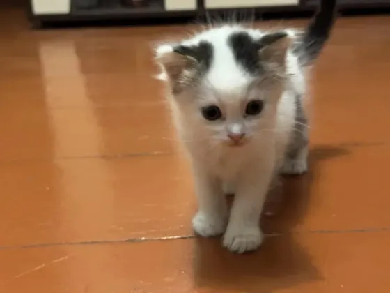 Отдам котят в хорошие руки Донецк