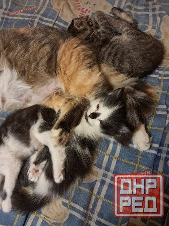 Отдам котят в хорошие руки Донецк - изображение 2