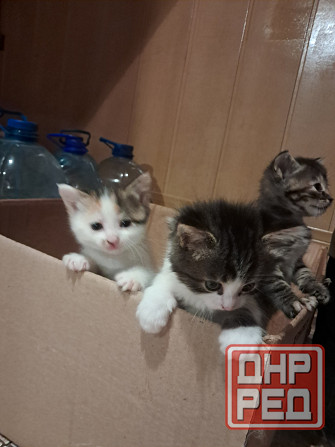 Отдам котят в хорошие руки Донецк - изображение 3