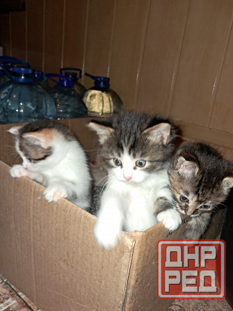 Отдам котят в хорошие руки Донецк - изображение 6