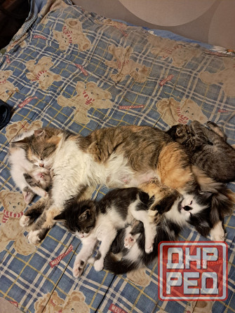 Отдам котят в хорошие руки Донецк - изображение 1