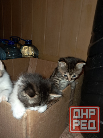 Отдам котят в хорошие руки Донецк - изображение 4