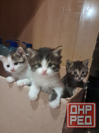 Отдам котят в хорошие руки Донецк - изображение 5